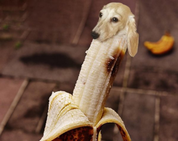Собаки в еде! Необычный профиль в Instagram взорвал весь интернет